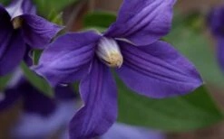 Durandii Clematis - 1 Gallon Pot -Plant Serie Store clematis durandii 12
