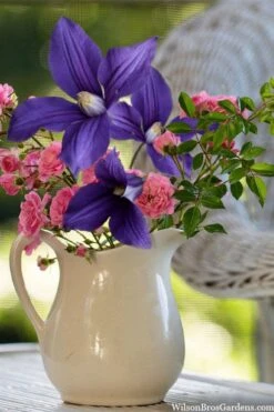 Durandii Clematis - 1 Gallon Pot -Plant Serie Store clematis durandii 13