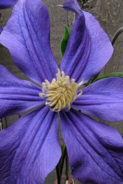 Durandii Clematis - 1 Gallon Pot -Plant Serie Store clematis durandii 4