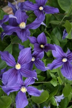 Durandii Clematis - 1 Gallon Pot -Plant Serie Store clematis durandii 5