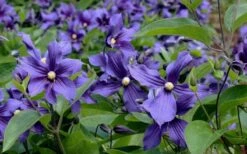 Durandii Clematis - 1 Gallon Pot -Plant Serie Store clematis durandii 6