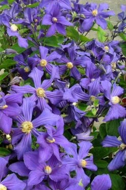 Durandii Clematis - 1 Gallon Pot -Plant Serie Store clematis durandii 7
