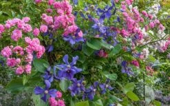 Durandii Clematis - 1 Gallon Pot -Plant Serie Store clematis durandii 8