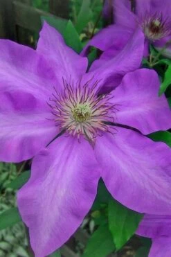 Elsa Spath Clematis - 1 Gallon Pot -Plant Serie Store clematis elsa spath 7
