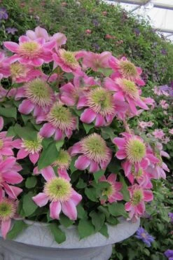 Empress Clematis - 1 Gallon Pot 9 Empress Clematis - 1 Gallon Pot -Plant Serie Store clematis empress 4