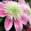 Empress Clematis - 1 Gallon Pot -Plant Serie Store clematis empress 6