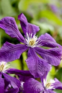 Etoile Violette Clematis - 1 Gallon Pot -Plant Serie Store clematis etoile violette 10