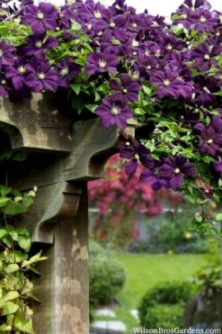 Etoile Violette Clematis - 1 Gallon Pot -Plant Serie Store clematis etoile violette 11