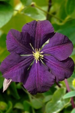 Etoile Violette Clematis - 1 Gallon Pot -Plant Serie Store clematis etoile violette 13