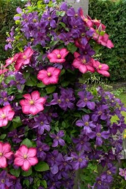 Etoile Violette Clematis - 1 Gallon Pot -Plant Serie Store clematis etoile violette 4