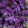 Etoile Violette Clematis - 1 Gallon Pot -Plant Serie Store clematis etoile violette 8