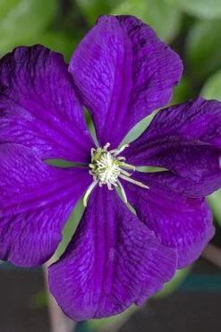 Etoile Violette Clematis - 1 Gallon Pot -Plant Serie Store clematis etolie violette 1