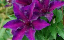 Fleuri Clematis - 1 Gallon Pot -Plant Serie Store clematis fleuri 10