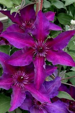 Fleuri Clematis - 1 Gallon Pot -Plant Serie Store clematis fleuri 11