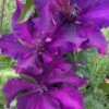 Fleuri Clematis - 1 Gallon Pot -Plant Serie Store clematis fleuri 14