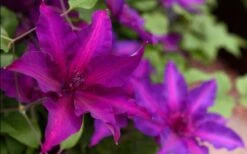 Fleuri Clematis - 1 Gallon Pot -Plant Serie Store clematis fleuri 19