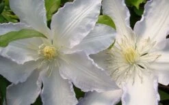 Gillian Blades Clematis - 1 Gallon Pot -Plant Serie Store clematis gillian blades 4