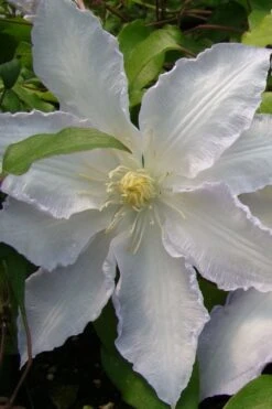 Gillian Blades Clematis - 1 Gallon Pot -Plant Serie Store clematis gillian blades 5