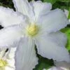 Gillian Blades Clematis - 1 Gallon Pot -Plant Serie Store clematis gillian blades 7