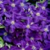 Jackmanii Superba Clematis - 1 Gallon Pot -Plant Serie Store clematis jackmanii superba 1