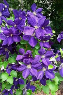 Jackmanii Superba Clematis - 1 Gallon Pot -Plant Serie Store clematis jackmanii superba 3