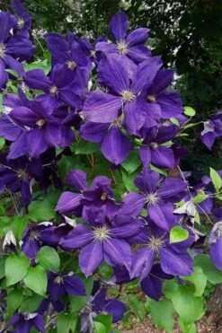 Jackmanii Superba Clematis - 1 Gallon Pot -Plant Serie Store clematis jackmanii superba 4