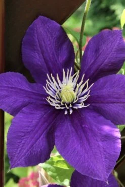Jackmanii Superba Clematis - 1 Gallon Pot -Plant Serie Store clematis jackmanii superba 5