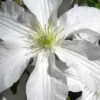 John Huxtable Clematis - 1 Gallon Pot -Plant Serie Store clematis john huxtable 2