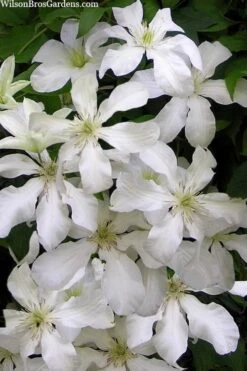 John Huxtable Clematis - 1 Gallon Pot -Plant Serie Store clematis john huxtable 3