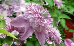 Josephine Clematis - 1 Gallon Pot -Plant Serie Store clematis josephine 15
