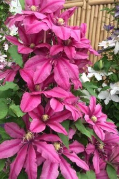 Liberation Clematis - 1 Gallon Pot -Plant Serie Store clematis liberation 4