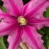 Liberation Clematis - 1 Gallon Pot -Plant Serie Store clematis liberation 5