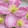 Montana Elizabeth Clematis - 1 Gallon Pot -Plant Serie Store clematis montana elizabeth 10