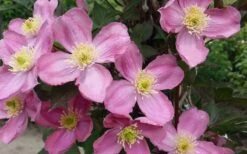 Montana Elizabeth Clematis - 1 Gallon Pot -Plant Serie Store clematis montana elizabeth 2