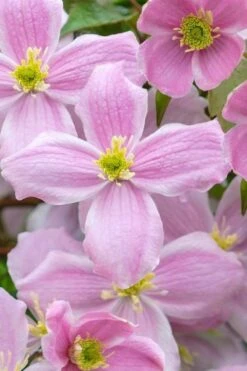 Mayleen Montana Clematis - 1 Gallon Pot -Plant Serie Store clematis montana mayleen 1