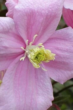 Mayleen Montana Clematis - 1 Gallon Pot -Plant Serie Store clematis montana mayleen 4