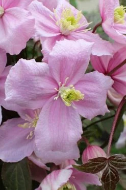 Mayleen Montana Clematis - 1 Gallon Pot -Plant Serie Store clematis montana mayleen 5