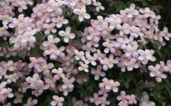 Montana Rubens Clematis - 1 Gallon Pot -Plant Serie Store clematis montana rubens 12