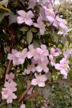 Montana Rubens Clematis - 1 Gallon Pot -Plant Serie Store clematis montana rubens 6