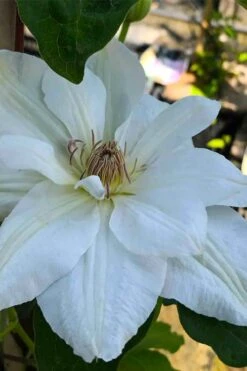 Mrs. George Jackman Clematis - 1 Gallon Pot -Plant Serie Store clematis mrs george jackman 5