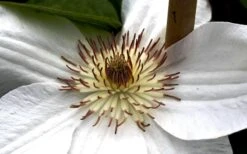 Mrs. George Jackman Clematis - 1 Gallon Pot -Plant Serie Store clematis mrs george jackman 8