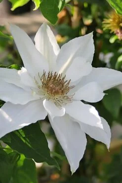 Mrs. George Jackman Clematis - 1 Gallon Pot -Plant Serie Store clematis mrs george jackman 9