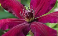 Niobe Clematis - 1 Gallon Pot -Plant Serie Store clematis niobe 1