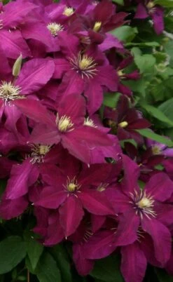 Niobe Clematis - 1 Gallon Pot -Plant Serie Store clematis niobe 2