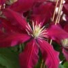 Niobe Clematis - 1 Gallon Pot -Plant Serie Store clematis niobe 4