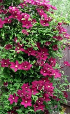 Niobe Clematis - 1 Gallon Pot -Plant Serie Store clematis niobe 5