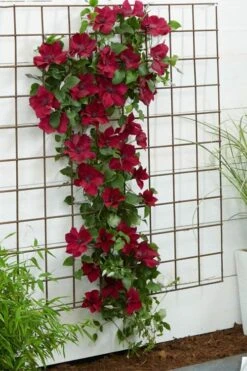 Nubia Clematis - 1 Gallon Pot -Plant Serie Store clematis nubia 1