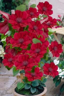 Nubia Clematis - 1 Gallon Pot -Plant Serie Store clematis nubia 3