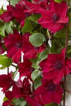 Nubia Clematis - 1 Gallon Pot -Plant Serie Store clematis nubia 4