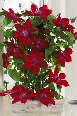 Nubia Clematis - 1 Gallon Pot -Plant Serie Store clematis nubia 5